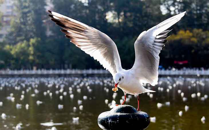 昆明翠湖公園的海鷗什么時候走，何時搬家？.jpg