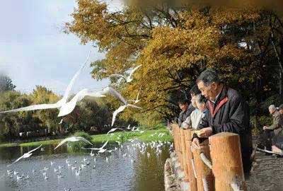 冬天去昆明哪里看海鷗？環(huán)西橋大觀河沿岸.jpg