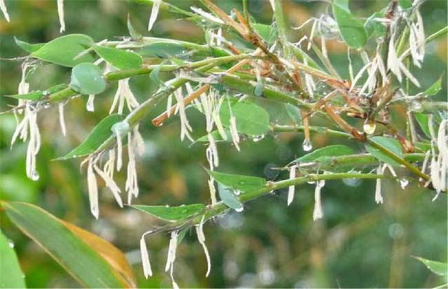 農(nóng)村俗語(yǔ)：“竹子開花，馬上搬家”，說的是啥意思？.jpg